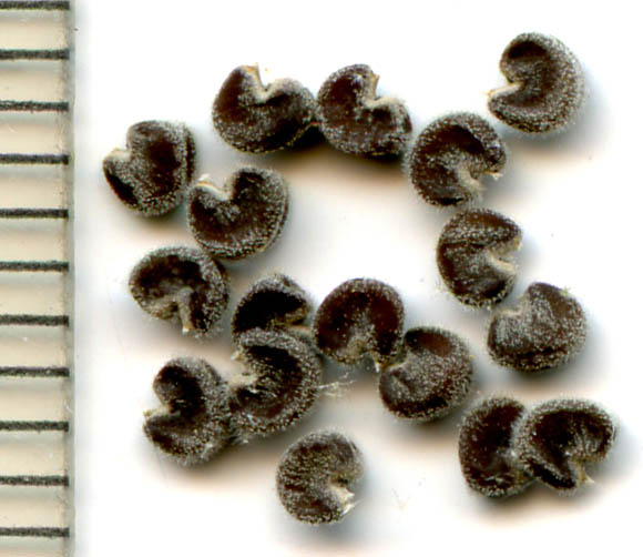  Sphaeralcea laxa